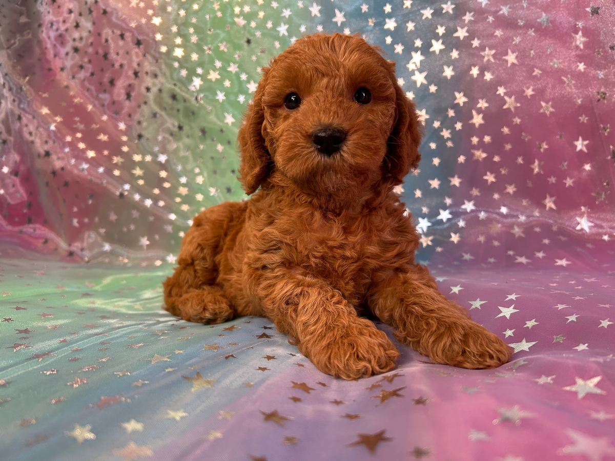 Dark Red Miniature Schnoodle DOB 6-14-2024 $750